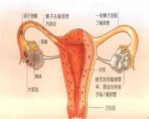 上海代孕与试管婴儿的别_上海代孕哪里技术_泰东方试管-试管需要检查什么-找