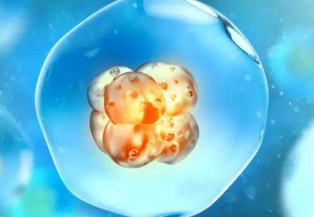 没有一级优质胚胎为什么医生还要建议养囊？